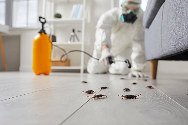 Post-Treatment Bed Bug Interceptor Monitoring in Fairfax